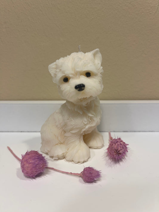 West Highland White Terrier  (Westie)