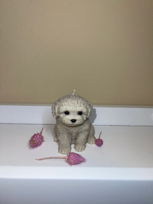 Maltipoo-Kerze